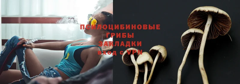 Галлюциногенные грибы Psilocybe  где можно купить   Рославль 